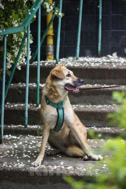 Собаки в Москве: Барабуля девочка с самой потрясающей улыбкой ищет дом. Девочка, Бесплатно - фото 5