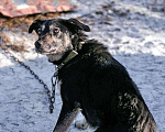 Собаки в Санкт-Петербурге: Ласковое солнышко Агата, добрейшая в мире собака  в добрые руки Девочка, 10 руб. - фото 5
