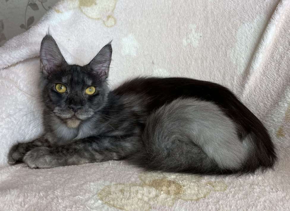 Кошки в Дмитрове: Черная дымчатая девочка мейн кун Marfa Девочка, 10 000 руб. - фото 1