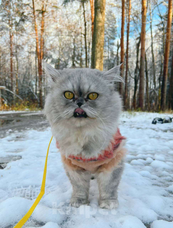Кошки в Москве: Выброшенный котик Буржик мечтает о доме Мальчик, Бесплатно - фото 3