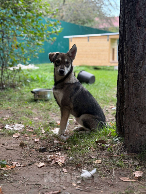 Собаки в Москве: В самые добрые руки. Щенок 7 месяцев Девочка, Бесплатно - фото 8