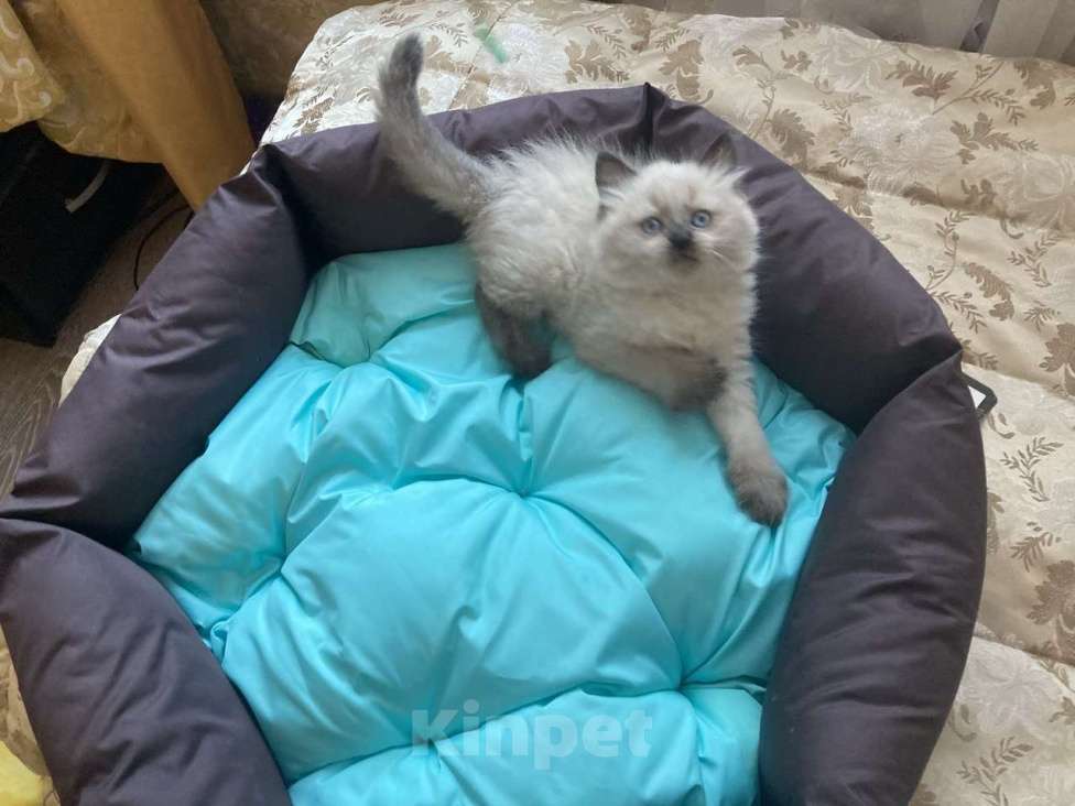 Кошки в Москве: Рэгдолл девочка  Девочка, 60 000 руб. - фото 2