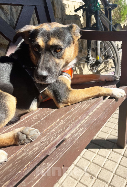 Собаки в Краснодаре: Рада нуждается в доме! Девочка, Бесплатно - фото 5