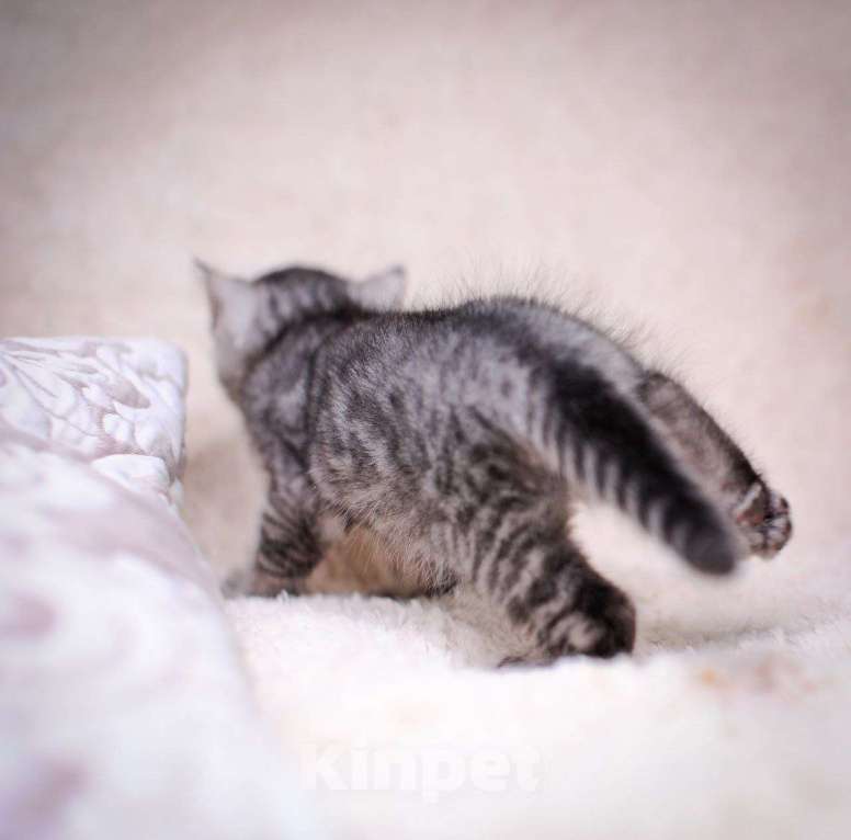 Кошки в Москве: бенгальский котенок серебро Мальчик, 60 000 руб. - фото 5