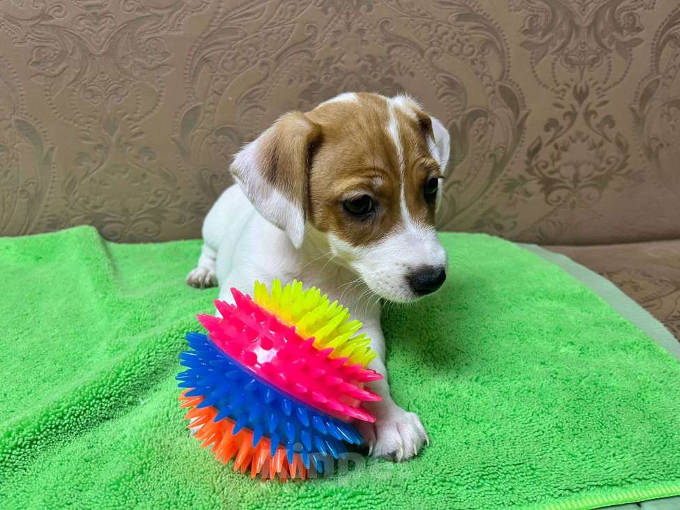 Собаки в других городах Крыма: Продам щенят Джек-Рассел-Терьер Девочка, 10 000 руб. - фото 1