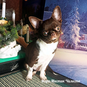 Вес, размер гарантирован Чилеста чихуахуа