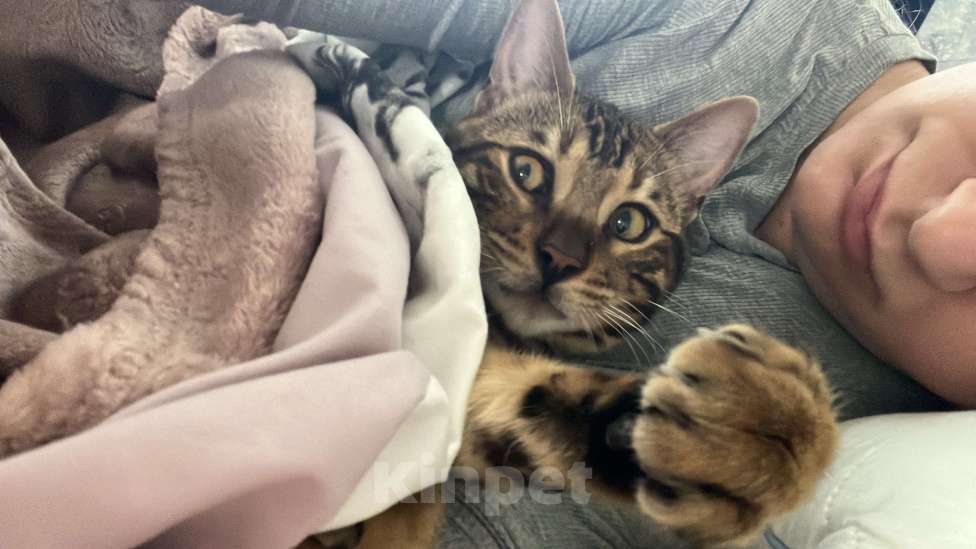 Кошки в других городах Московской области: Потерялся бенгальский котик Мальчик, 5 000 руб. - фото 7