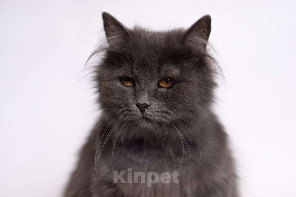 Кошки в Москве: Персидская красавица подросток Мелисса в добрые руки Девочка, Бесплатно - фото 3