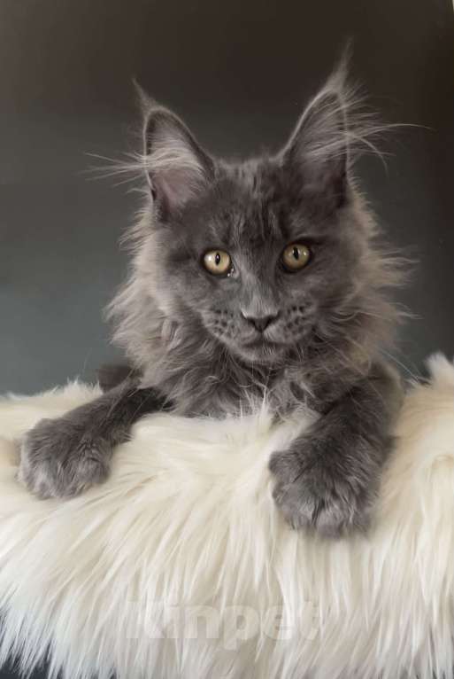 Кошки в других городах Московской области: Котенок мейн-кун Девочка, 35 000 руб. - фото 6