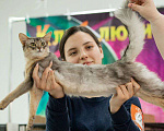 Кошки в Волгограде: Сомалийская кошечка 4мес(голубой окрас)  Девочка, 50 000 руб. - фото 4