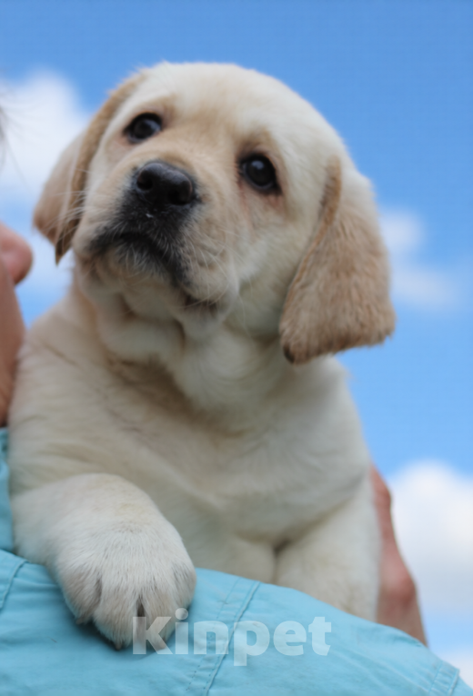 Собаки в Магнитогорске: лабрадор ретривер щенки Разнополые, 45 000 руб. - фото 4