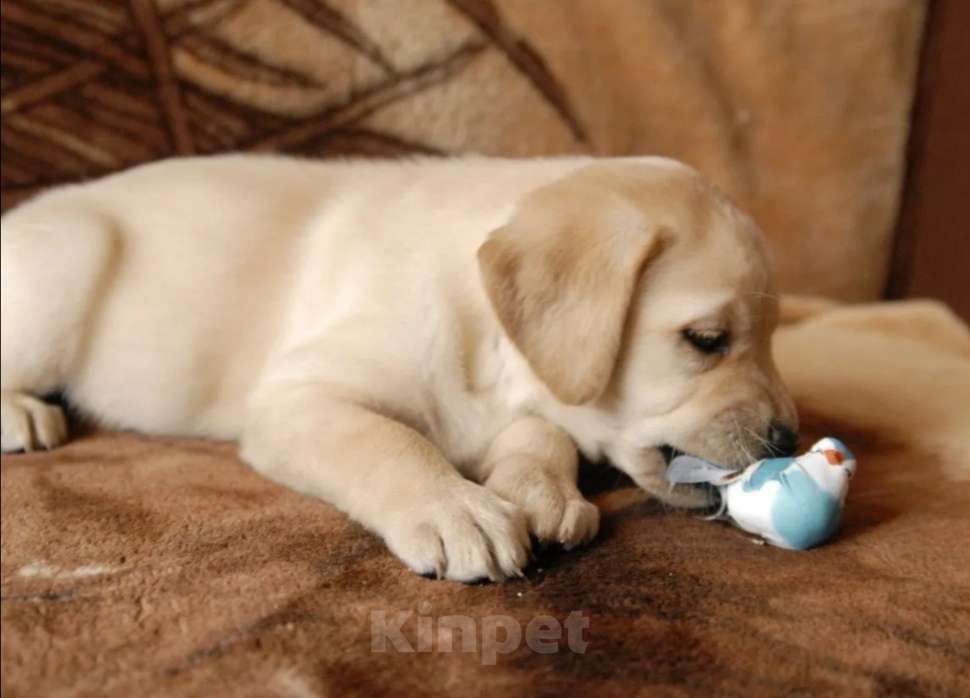 Собаки в Новосибирске: Щенки Лабрадора Девочка, 25 000 руб. - фото 2