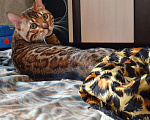 Кошки в Москве: Бенгальский кот на вязку, 7 000 руб. - фото 3