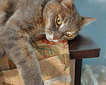 Кошки в Карачеве: Кошка, Бесплатно - фото 1