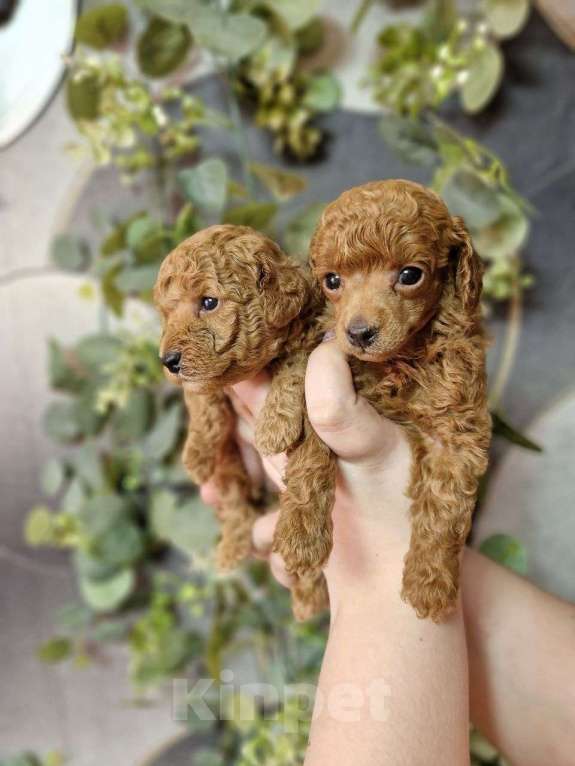 Собаки в Москве: Той-пудель, красные девочки Девочка, Бесплатно - фото 5