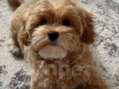 Собаки в Барнауле: Мальтипу f1  Девочка, 100 000 руб. - фото 2