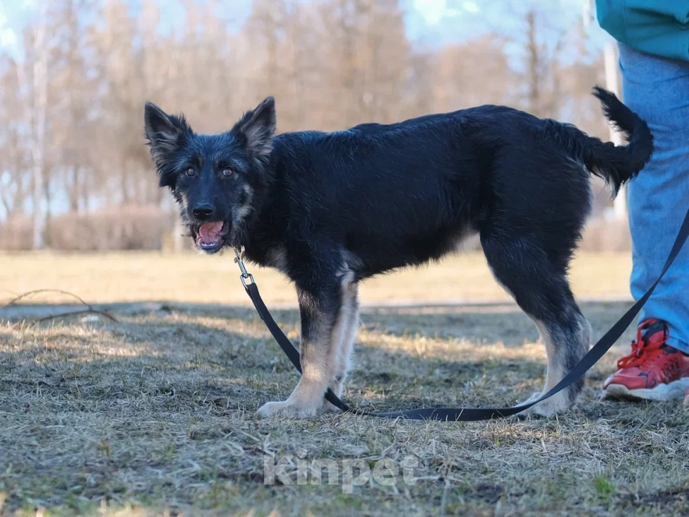 Собаки в Москве: Щенок в добрые руки (помесь с овчаркой) Девочка, Бесплатно - фото 7