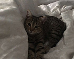 Кошки в Сочи: Обаятельные кошечка и котик Девочка, 10 руб. - фото 3
