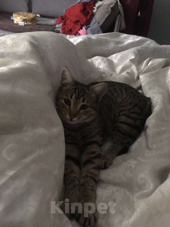 Кошки в Сочи: Обаятельные кошечка и котик Девочка, 10 руб. - фото 3