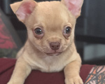 Собаки в Орске: Щенки чихуахуа Мальчик, 20 000 руб. - фото 1
