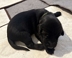 Собаки в Москве: Бронируем щенков прямошерсного ретривера ( флэт) Мальчик, 75 000 руб. - фото 3