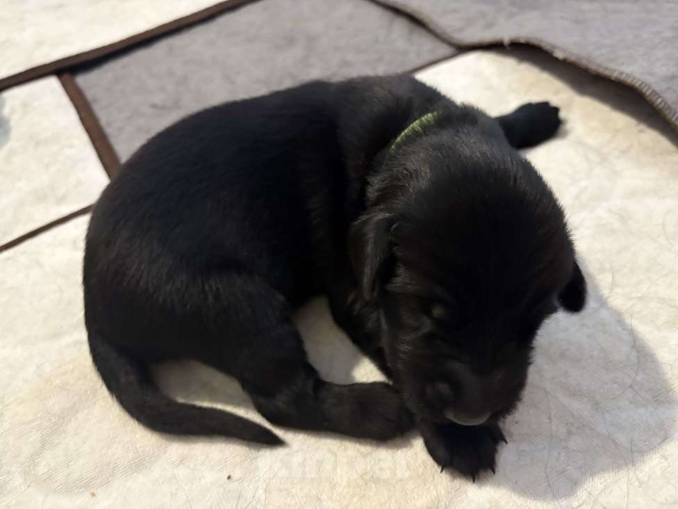 Собаки в Москве: Бронируем щенков прямошерсного ретривера ( флэт) Мальчик, 75 000 руб. - фото 3