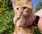 Кошки в Москве: Котенок мейн-кун Девочка, Бесплатно - фото 2