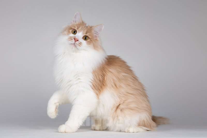 Кошки в Москве: Пирожок - котик, который улыбается. Мальчик, Бесплатно - фото 2