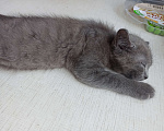 Кошки в Пятигорске: Котята в добрые руки Мальчик, Бесплатно - фото 5