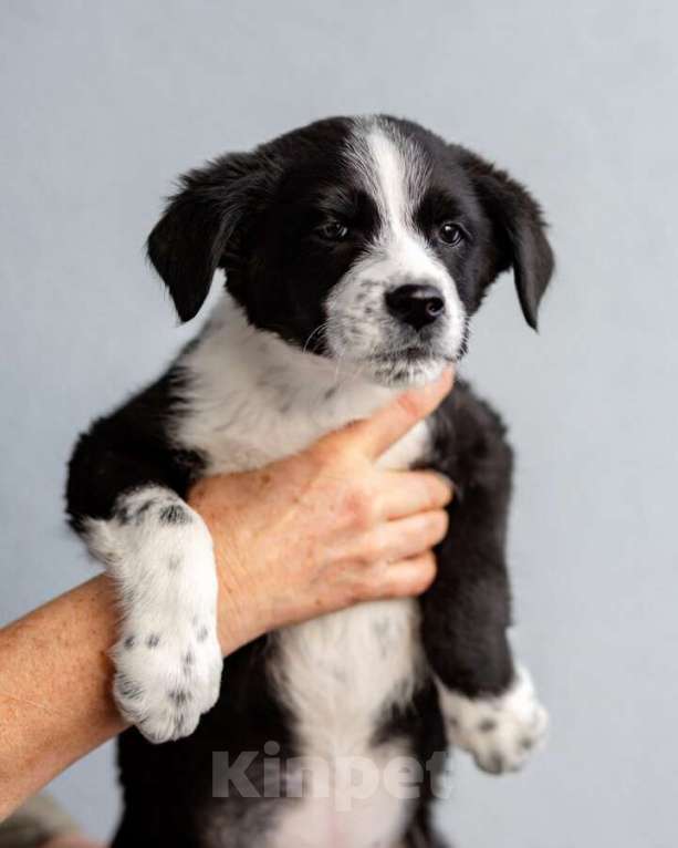 Собаки в Москве: Чудесный щенок Чижик ищет дом. Мальчик, Бесплатно - фото 7