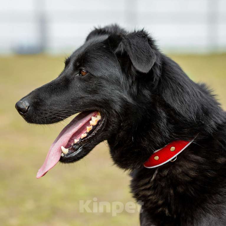 Собаки в Москве: Вальтер Мальчик, Бесплатно - фото 4