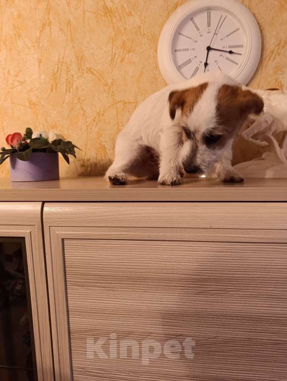 Собаки в других городах Краснодарского края: Мальчик Джек Рассел терьер Мальчик, 25 000 руб. - фото 6