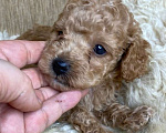 Собаки в Москве: Пудель той/миниатюрный РКФ Мальчик, 80 000 руб. - фото 2