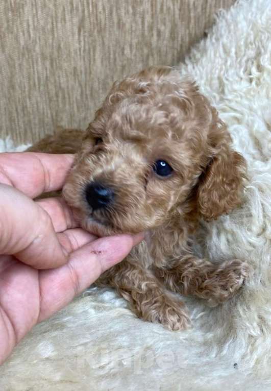 Собаки в Москве: Пудель той/миниатюрный РКФ Мальчик, 80 000 руб. - фото 2