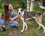 Собаки в Троицке: Собака-компаньон Девочка, Бесплатно - фото 2