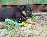 Собаки в Азове: Щенок в добрые руки Девочка, 1 руб. - фото 2