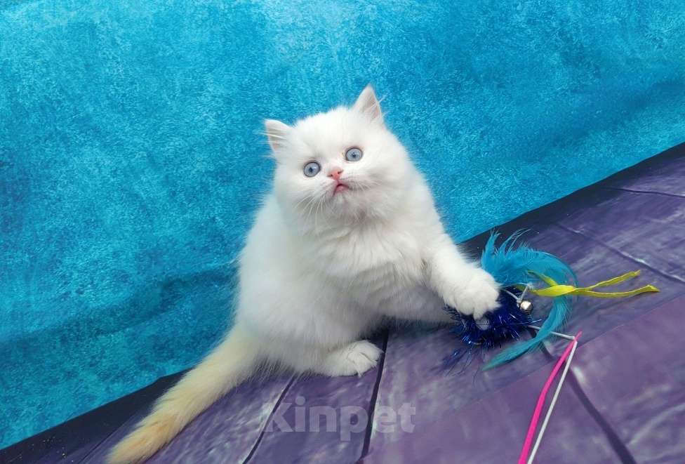 Кошки в Кисловодске: Шотландские котята Девочка, 35 000 руб. - фото 8