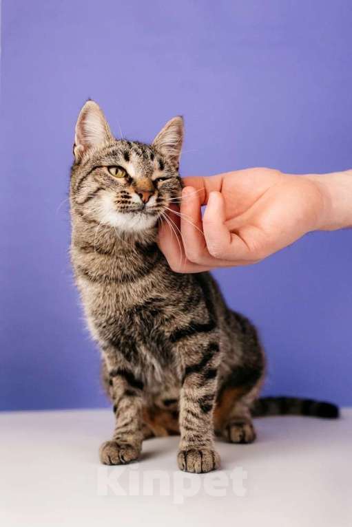 Кошки в Москве: Ручная Супер-кошь Тома Девочка, 1 руб. - фото 4