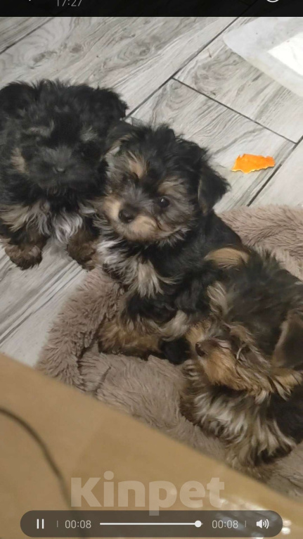 Собаки в Иркутске: Продам щенка йоркширского терьера Девочка, 20 000 руб. - фото 5