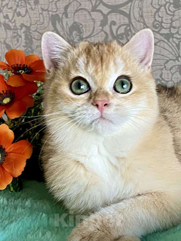 Кошки в Екатеринбурге: Золотце с изумрудными глазами Мальчик, Бесплатно - фото 3