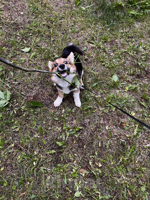 Собаки в Люберцах: В хорошие руки Девочка, 29 000 руб. - фото 3