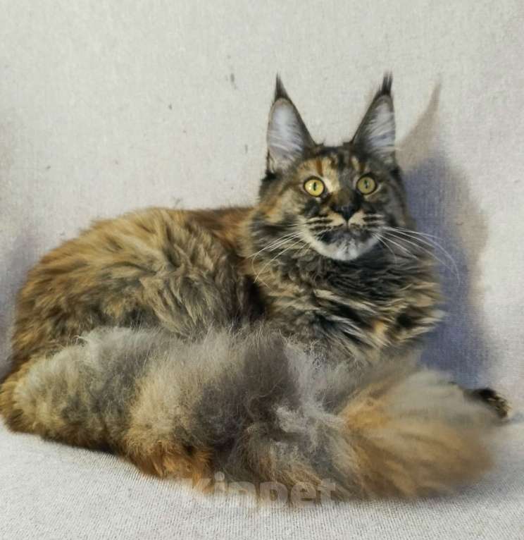 Кошки в Барнауле: Кошечка Жаннет Девочка, 20 000 руб. - фото 3