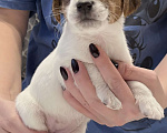 Собаки в Пензе: Продам щенков Джек Рассел терьера Мальчик, 1 руб. - фото 3