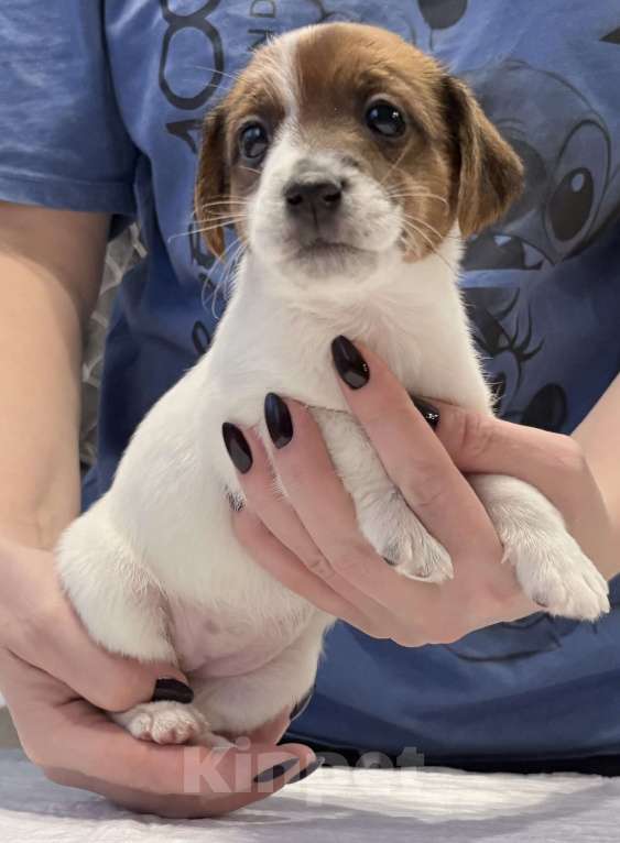 Собаки в Пензе: Продам щенков Джек Рассел терьера Мальчик, 1 руб. - фото 3