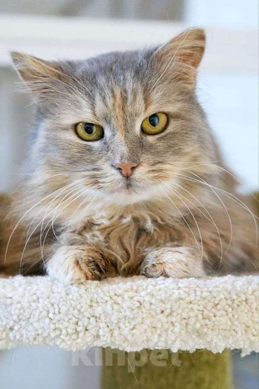 Кошки в Москве: Пушистая кошечка Селена ищет свой новый дом. Девочка, Бесплатно - фото 2