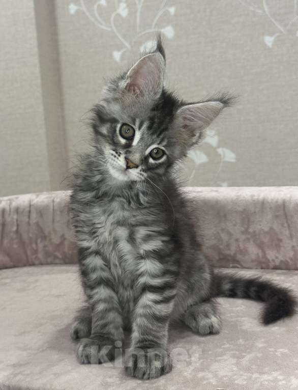 Кошки в Москве: Крупный, красивый мальчик Мальчик, 80 000 руб. - фото 5