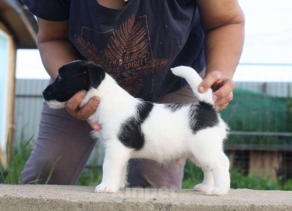 Собаки в Всеволожске: ММ ТАМТАЙ ЧЕРНЫЙ БАРХАТ  Мальчик, 45 000 руб. - фото 6