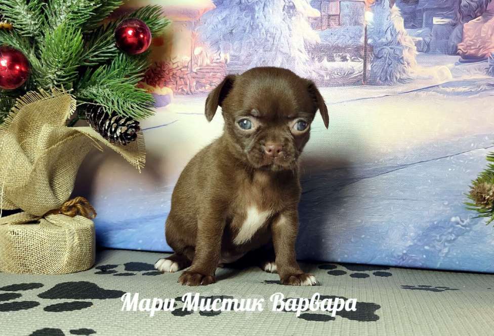 Собаки в Санкт-Петербурге: Варвара шоколадного окраса чихуахуа  Девочка, 100 000 руб. - фото 1
