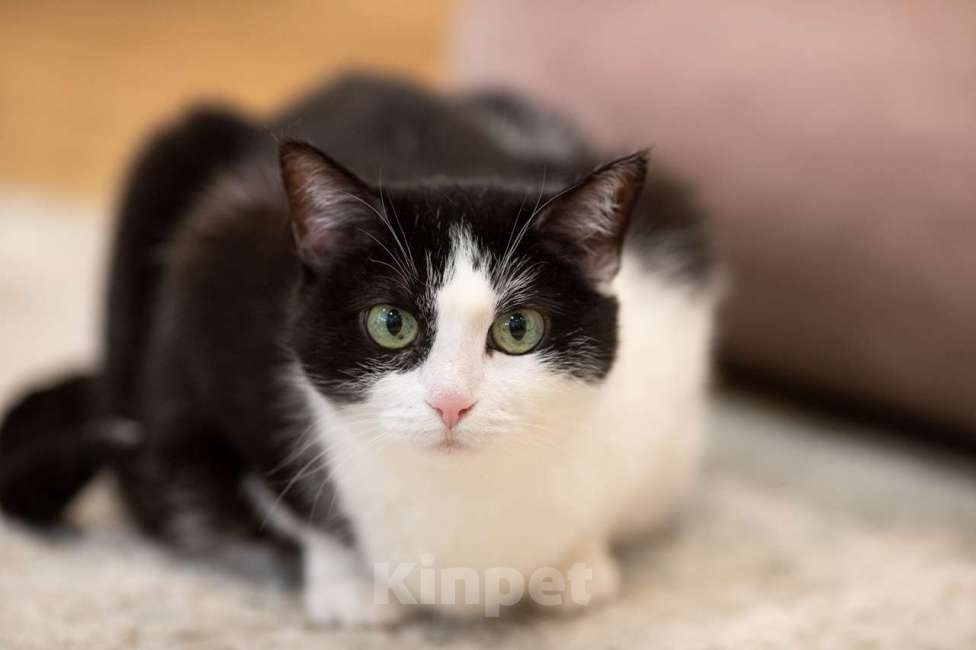 Кошки в Москве: Кошка Алиса в добрые руки Девочка, Бесплатно - фото 6