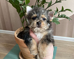 Собаки в Москве: Крупный йорк мраморный мальчик весёлый Мальчик, 50 000 руб. - фото 8